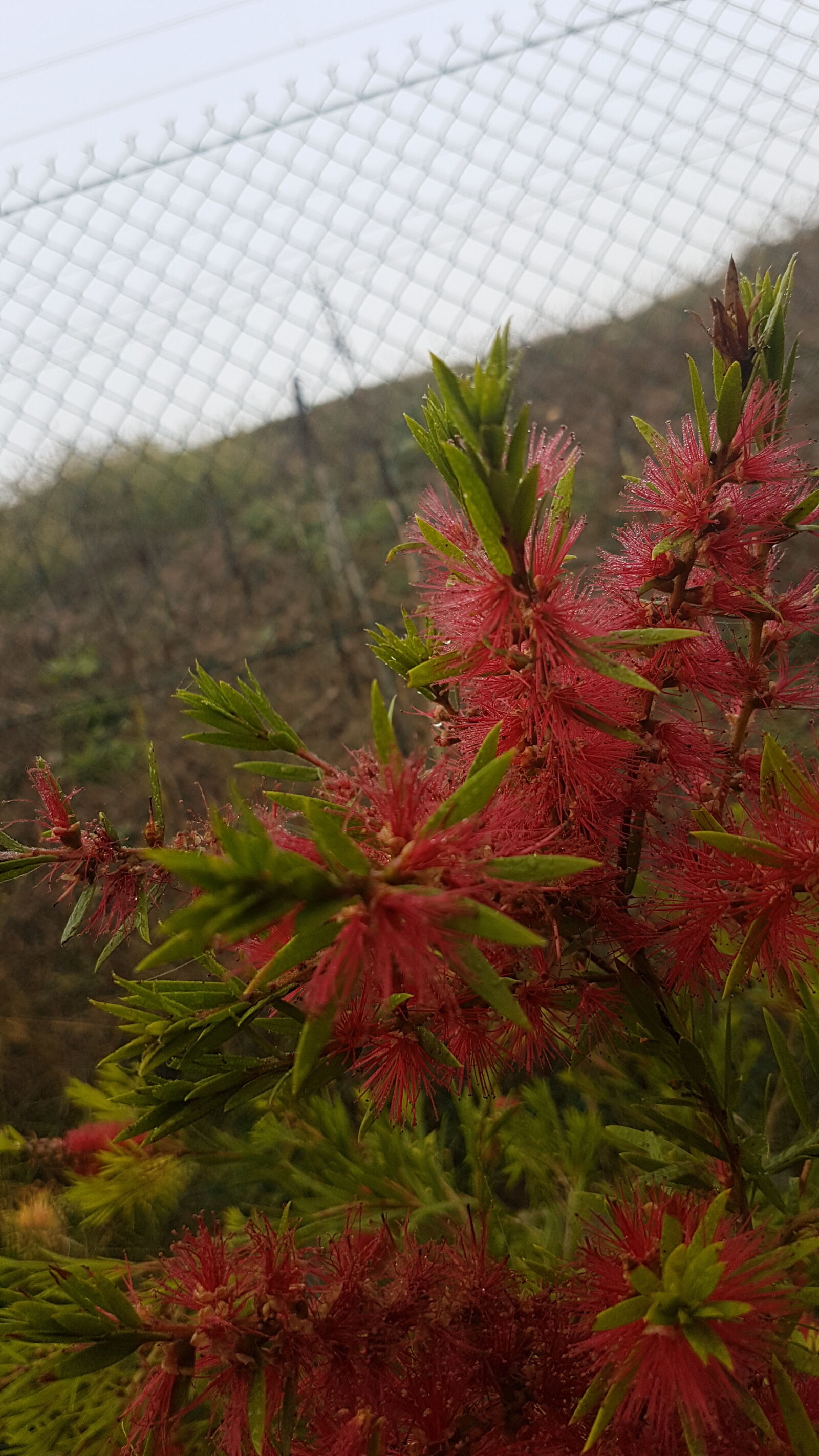Samsung Galaxy S7 sample photo. Australian, native, bottle, brush photography