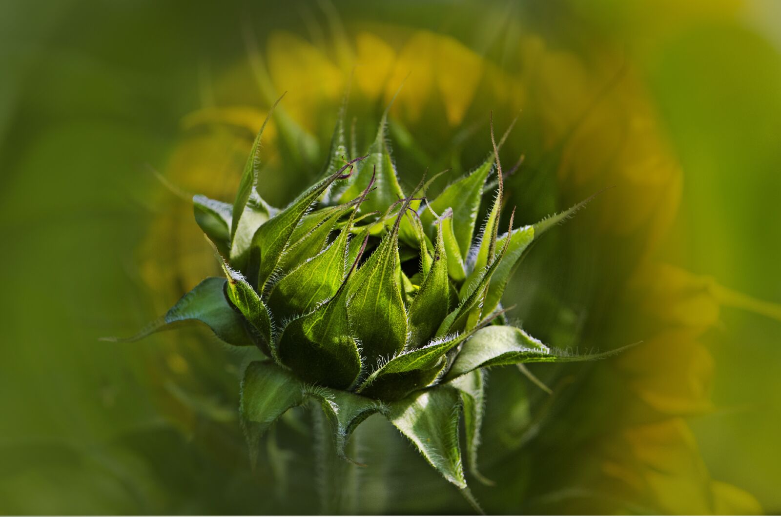 Nikon D7000 sample photo. Nature, sunflower, flower photography