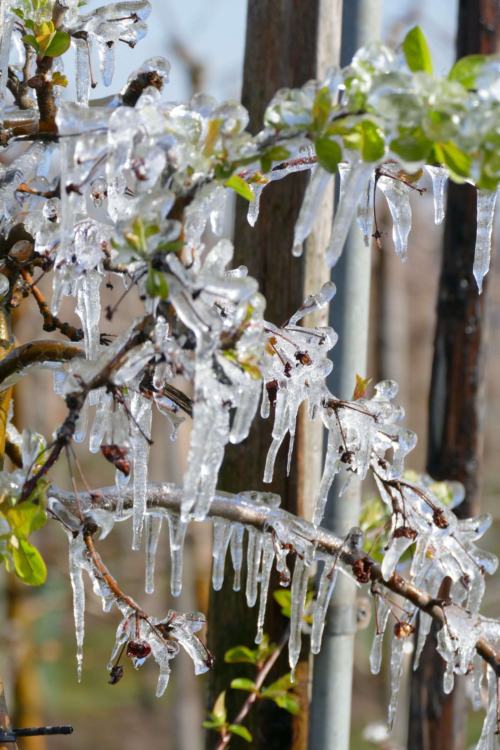 Panasonic Lumix DMC-FZ1000 sample photo. Frozen, blossom, protect photography