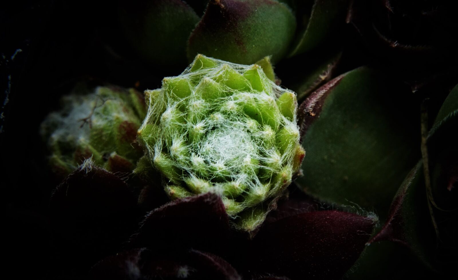 Sony Cyber-shot DSC-HX300 sample photo. Succulents, beautiful, garden photography