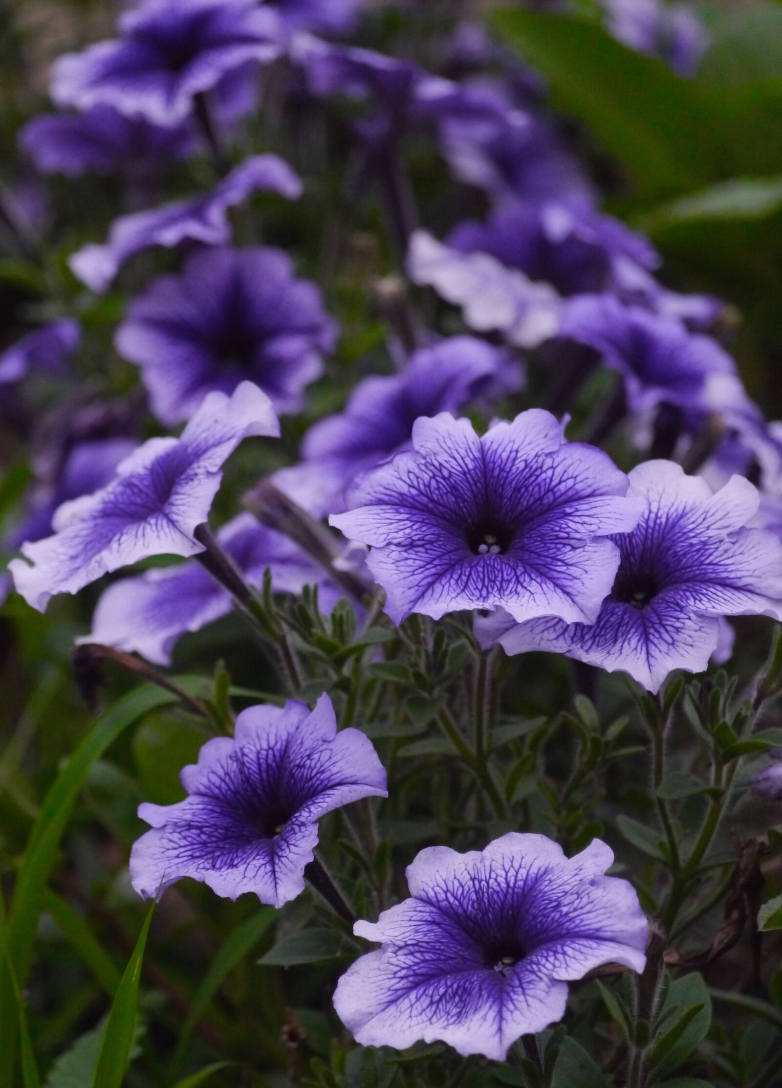 Panasonic Lumix DMC-GX1 sample photo. Purple, flowers, grass photography
