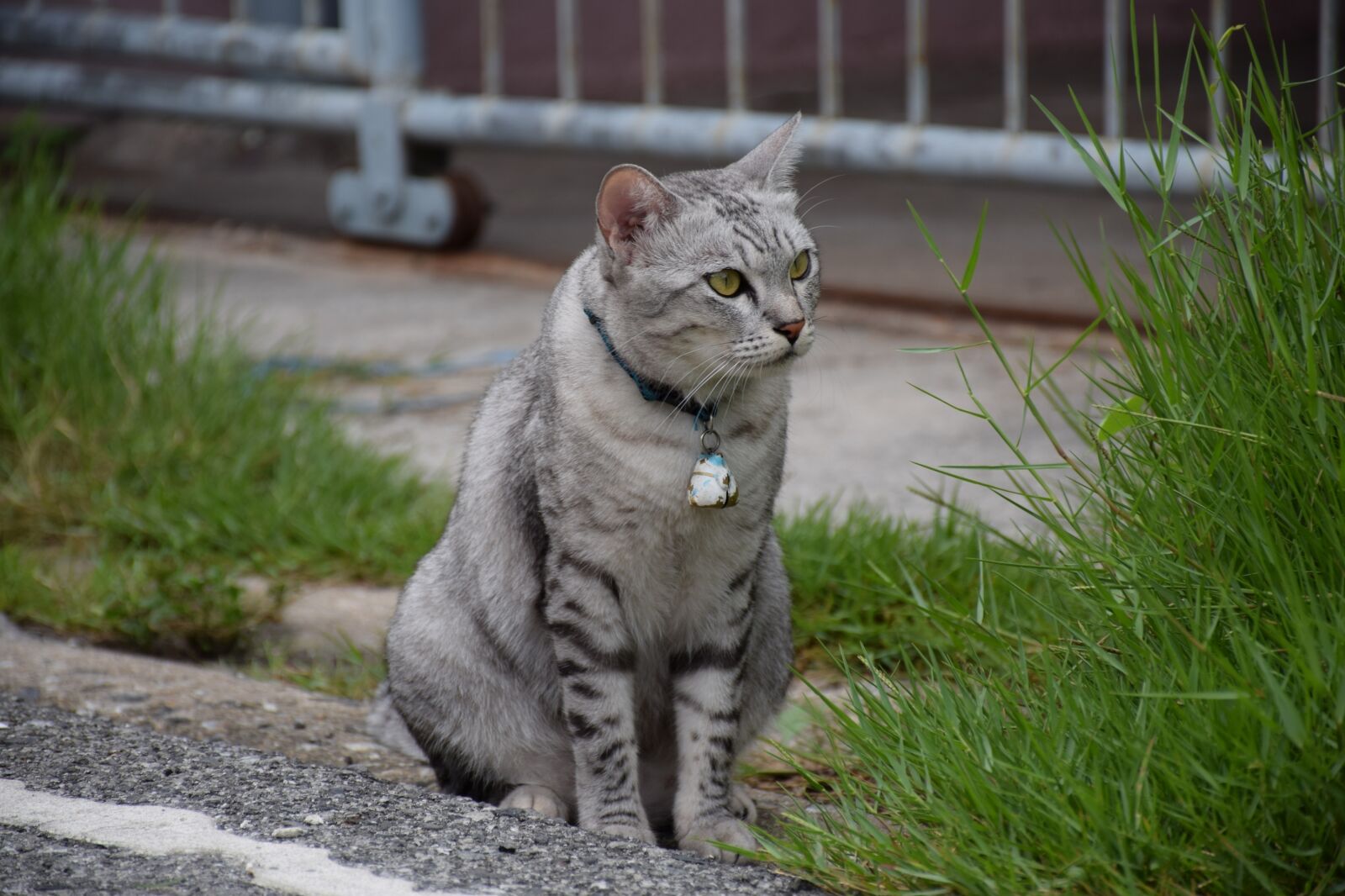 Nikon D5300 sample photo. Cat, animals, pets photography