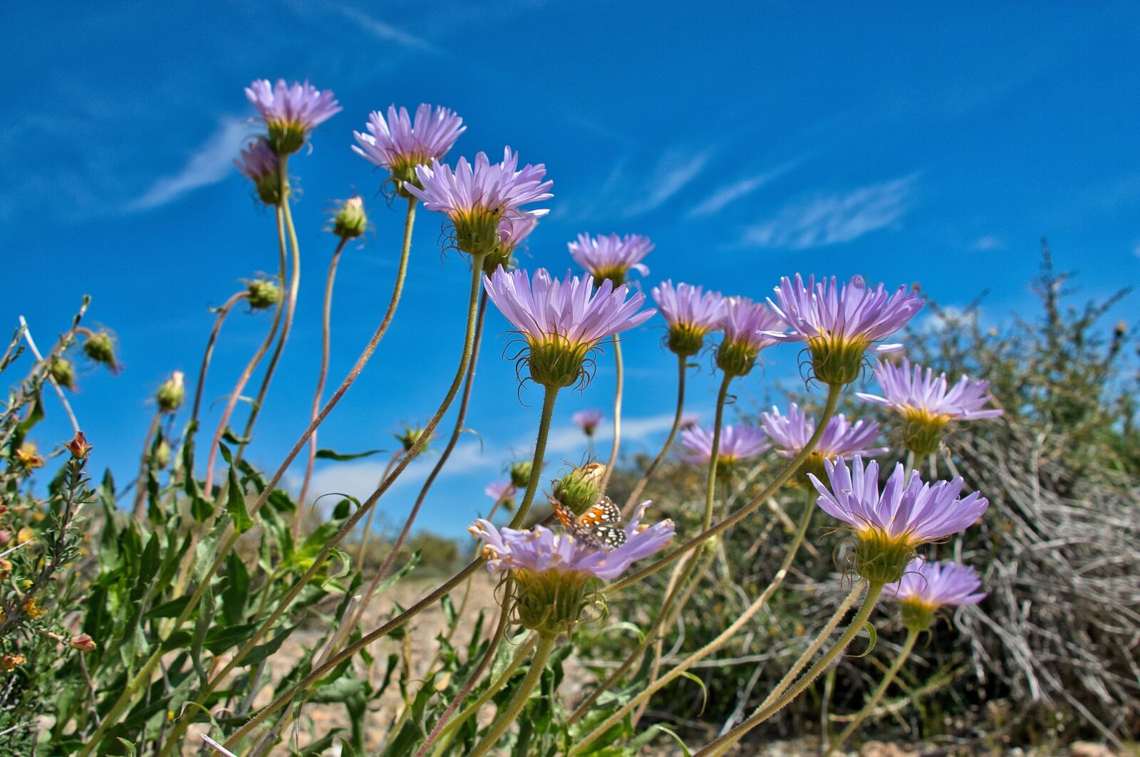 Nikon D300 sample photo. Purple flowers, sky, spring photography