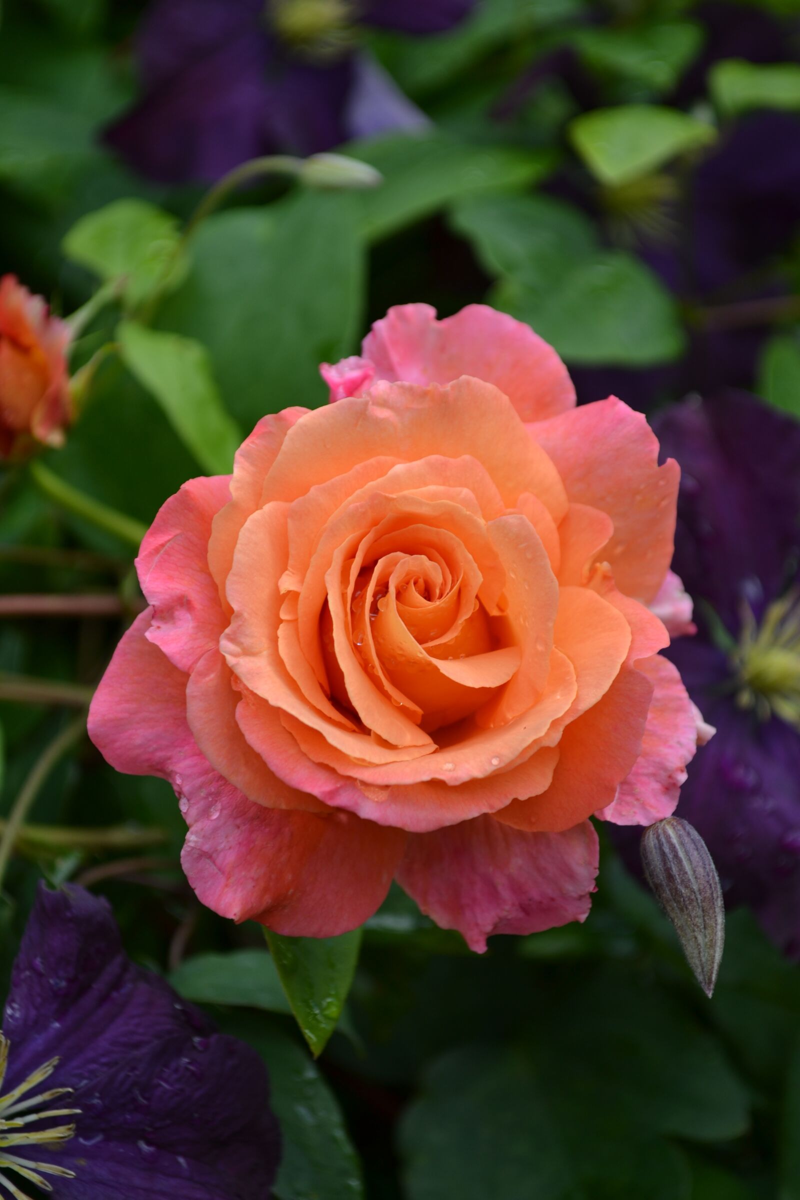 Nikon D3100 sample photo. Rose, flower, pink rose photography