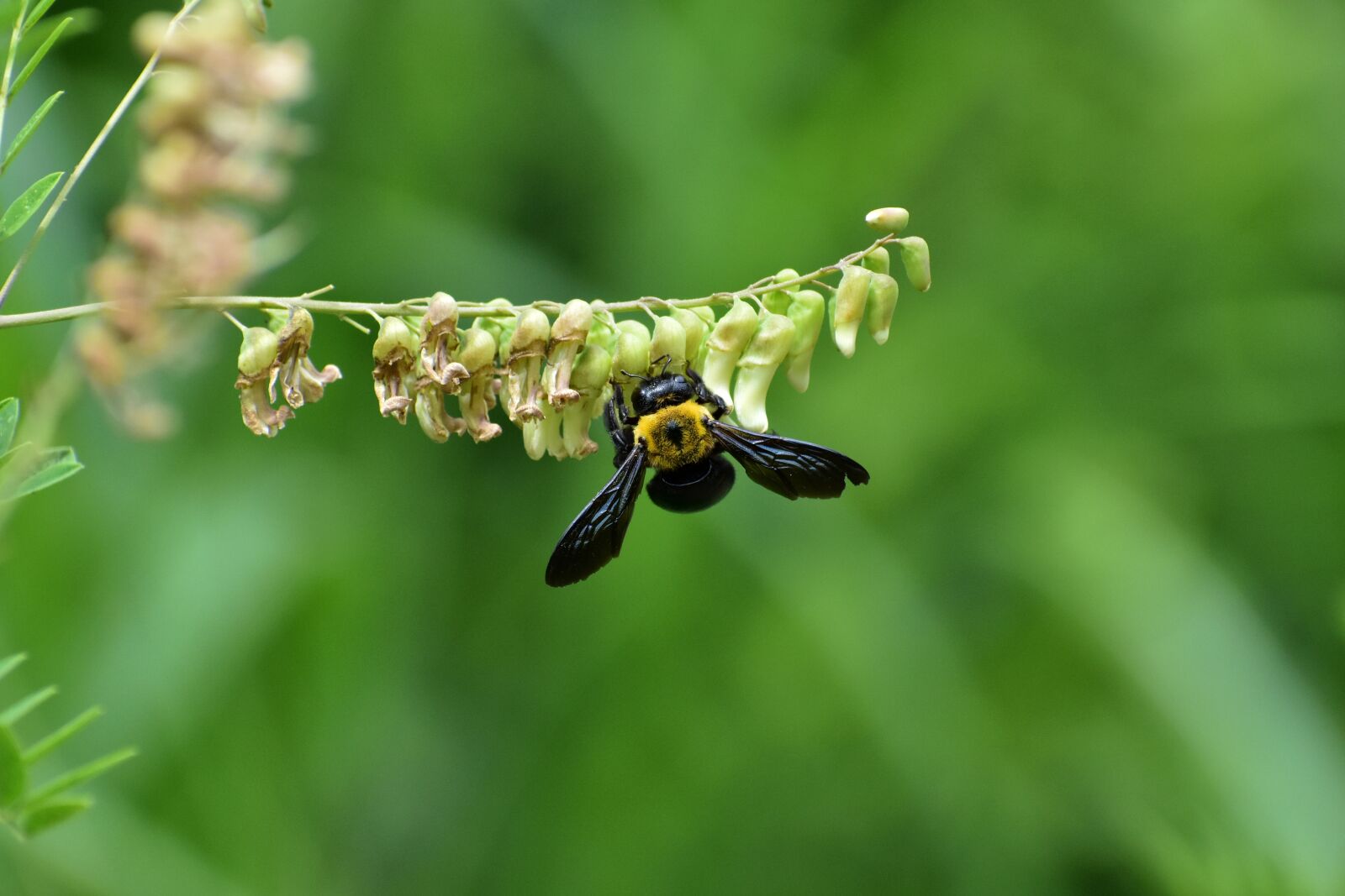 Nikon D7200 sample photo. Natural, landscape, plant photography