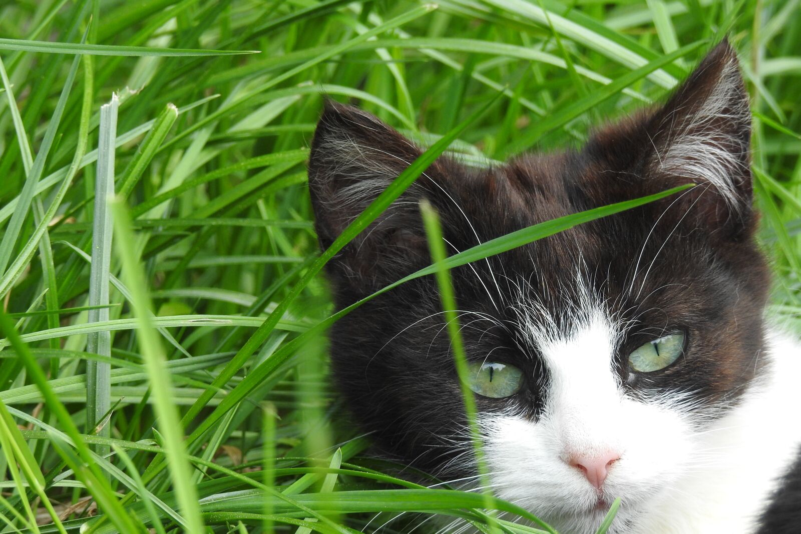 Nikon Coolpix P900 sample photo. Animals, charming, nature photography