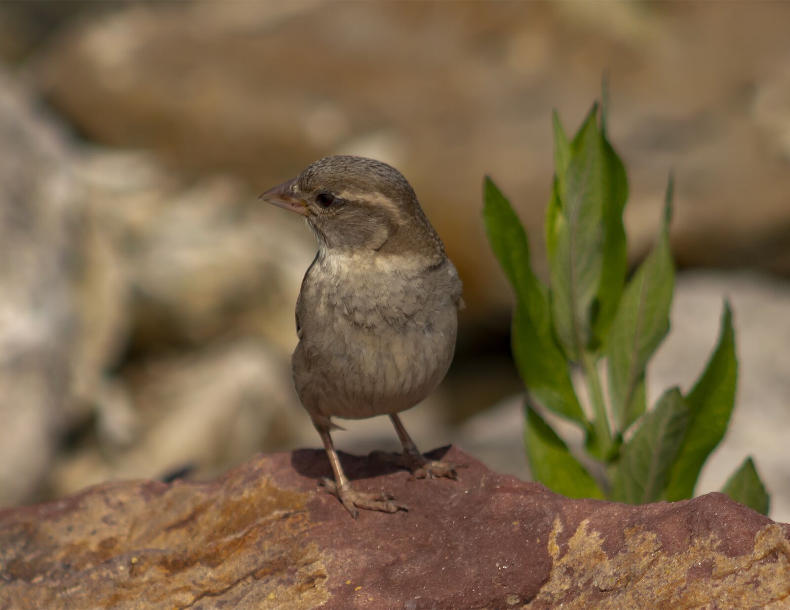 Canon EF75-300mm f/4-5.6 sample photo. Sparrow, bird, cute photography