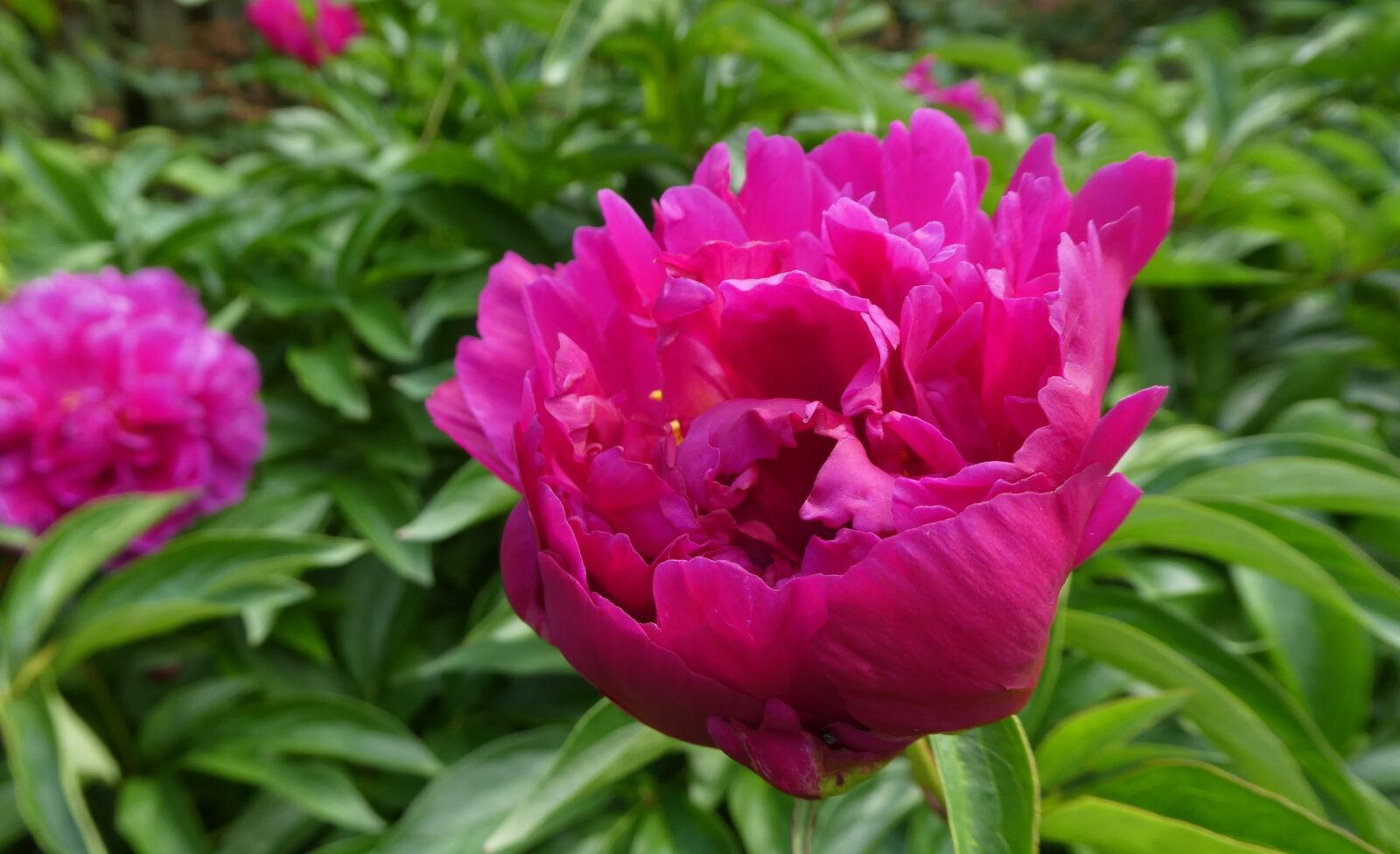 Panasonic DMC-TZ81 sample photo. Peony, rose, pink photography