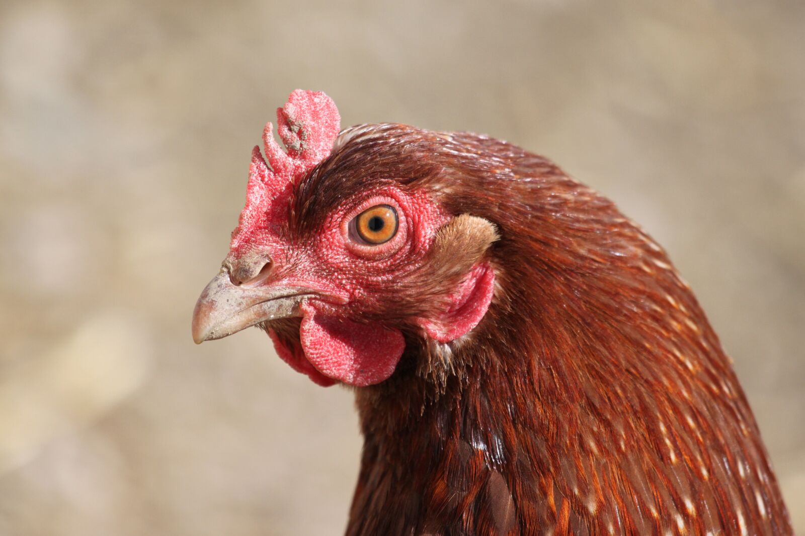 Canon EOS 500D (EOS Rebel T1i / EOS Kiss X3) sample photo. Hen, chicken, poultry photography