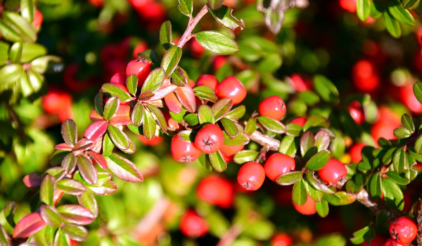 Nikon D3300 sample photo. Rowan, mountain ash, berries photography
