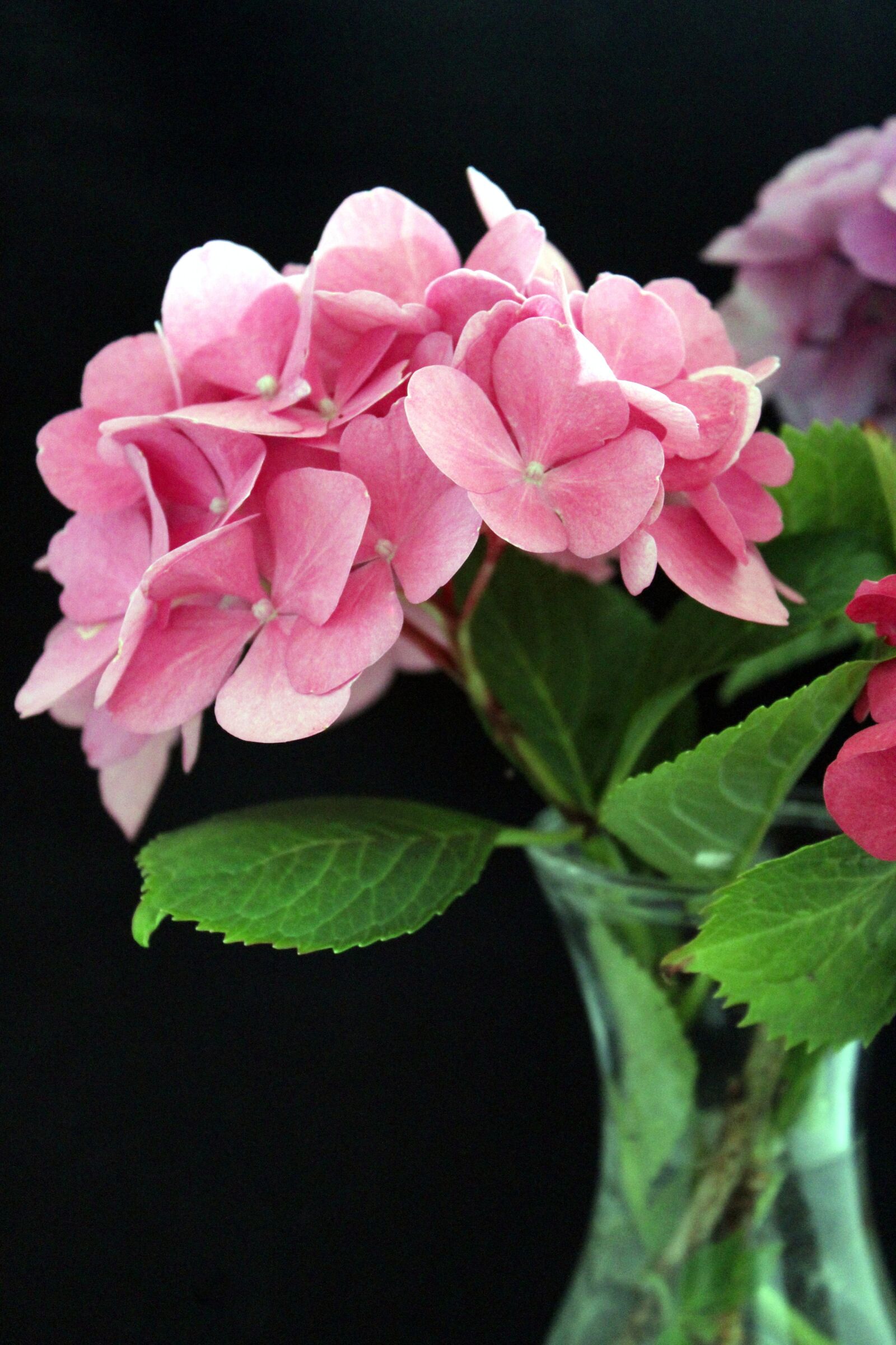 Canon EOS 1300D (EOS Rebel T6 / EOS Kiss X80) sample photo. Hydrangea, flower, flower black photography