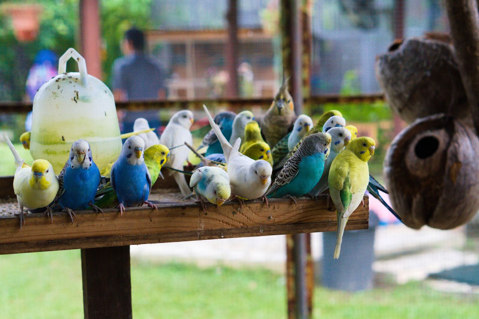 Sony a6400 + E 50mm F1.8 OSS sample photo. Birds, coconut, nature photography