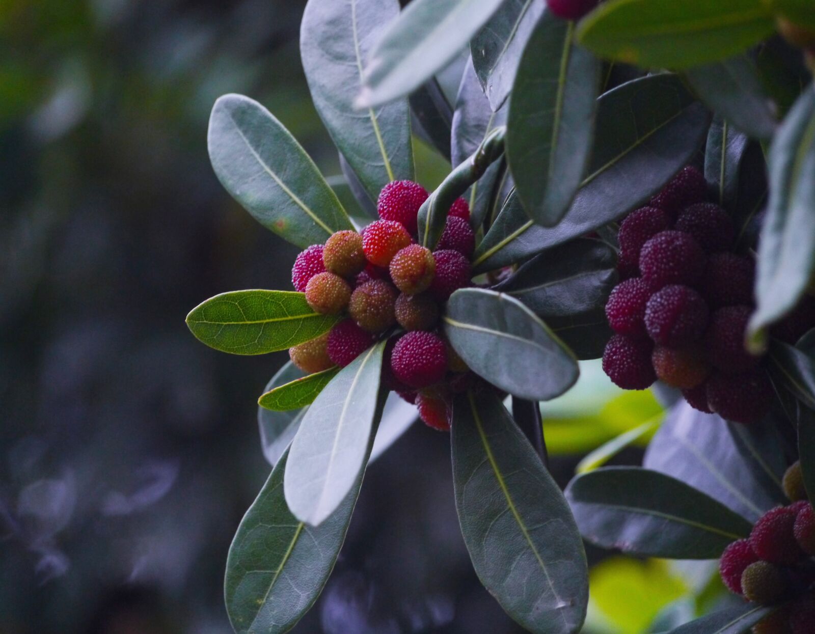 Panasonic Lumix DMC-GX1 sample photo. Myrica rubra, madro o photography