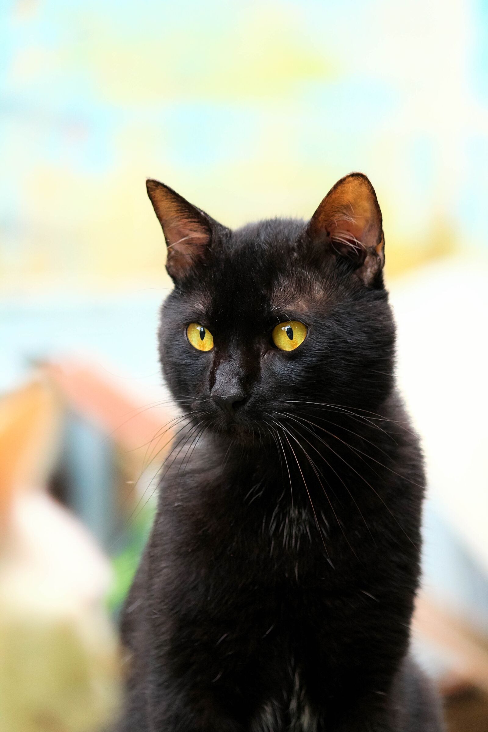 Canon EOS 1200D (EOS Rebel T5 / EOS Kiss X70 / EOS Hi) sample photo. Cat, black, black cat photography