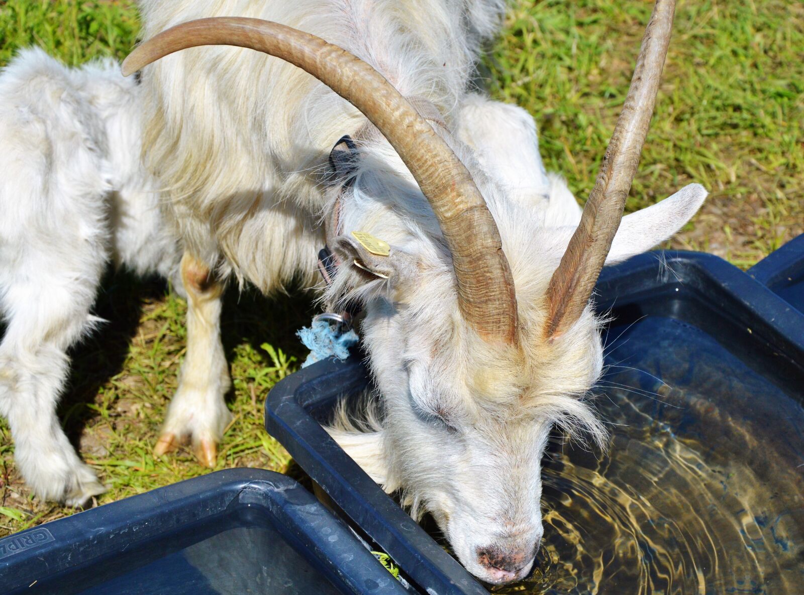 Nikon D3200 sample photo. Billy goat, goat, bock photography