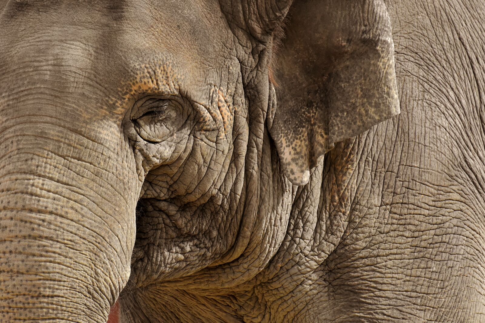 Nikon D7200 sample photo. Elephant, proboscis, pachyderm photography