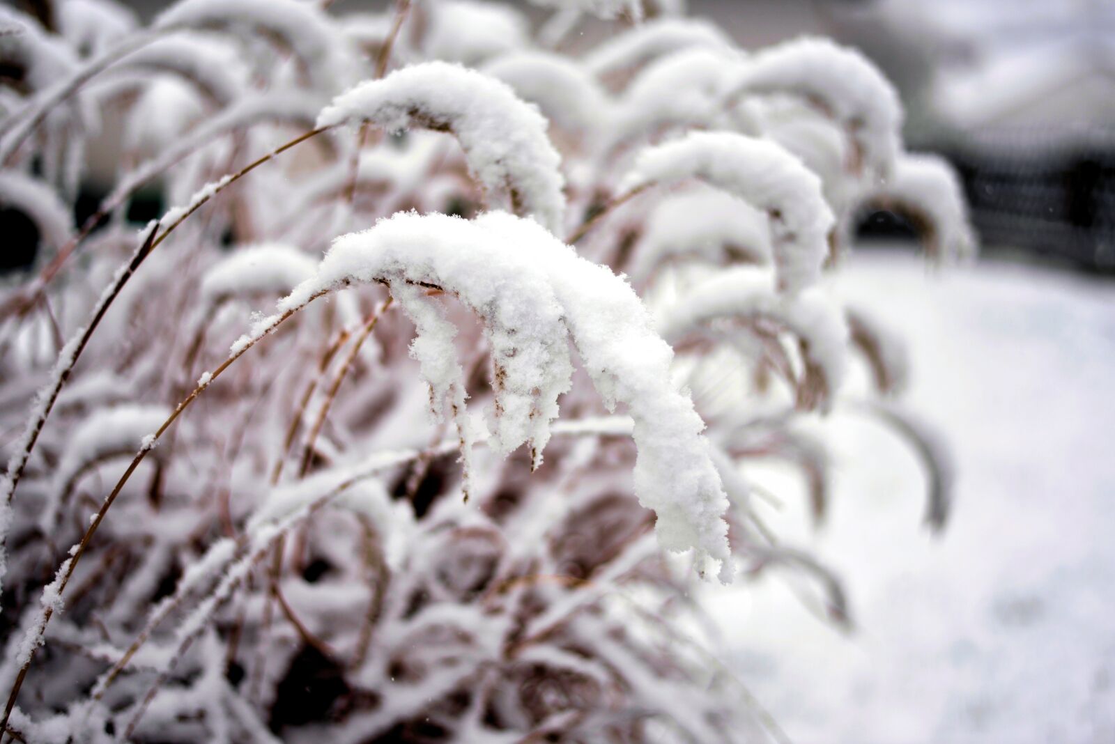 Nikon D610 sample photo. Snow, winter, snowfall photography