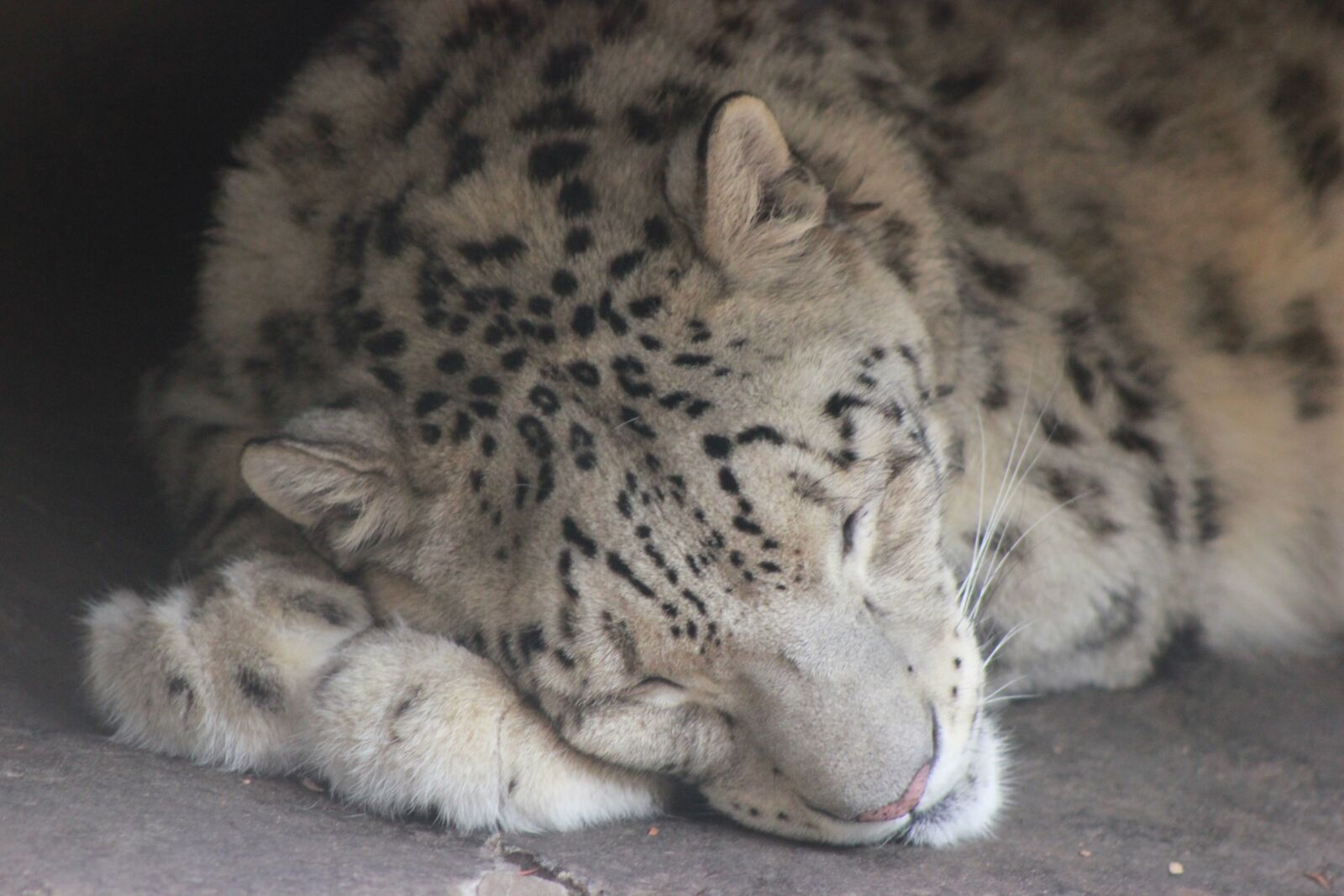 Canon EOS 550D (EOS Rebel T2i / EOS Kiss X4) sample photo. Snow leopard, cat, leopard photography