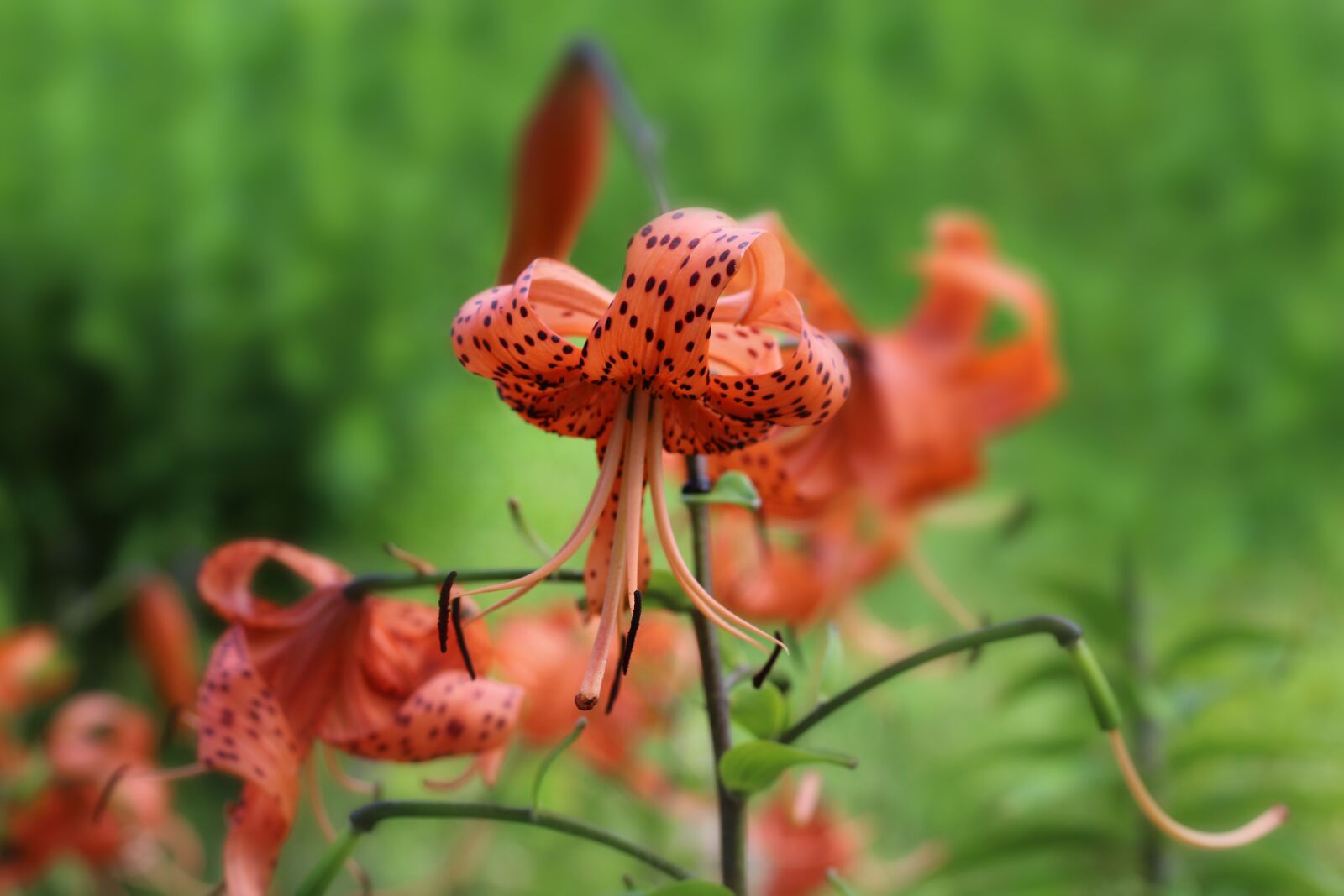 Canon EOS 1200D (EOS Rebel T5 / EOS Kiss X70 / EOS Hi) sample photo. Tiger, lily, orange photography