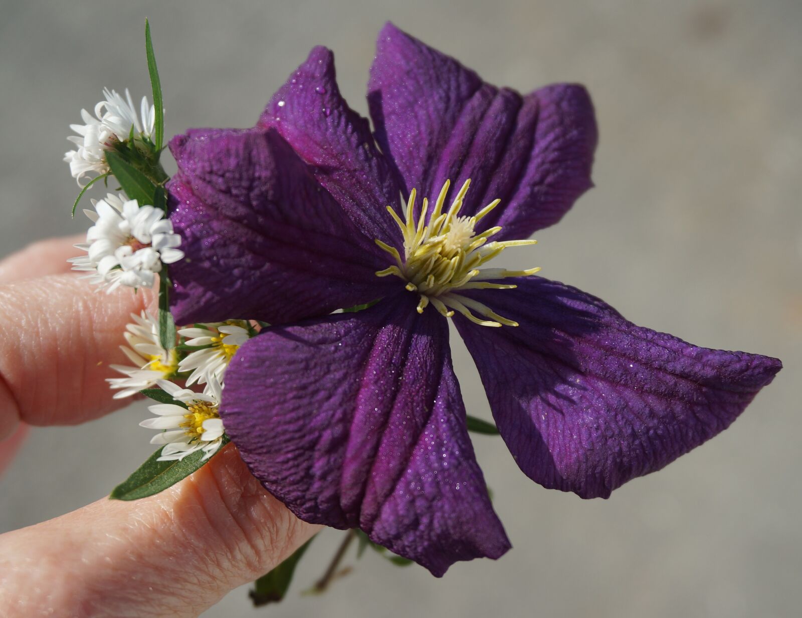Sony Alpha NEX-5T sample photo. Fall clematis, asters, flower photography