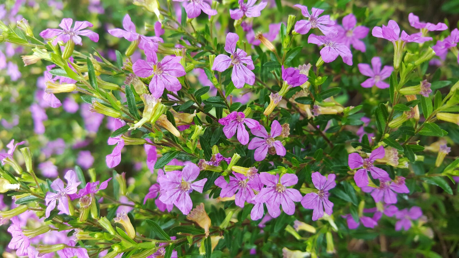 Samsung Galaxy Note5 sample photo. False heather, mexican heather photography