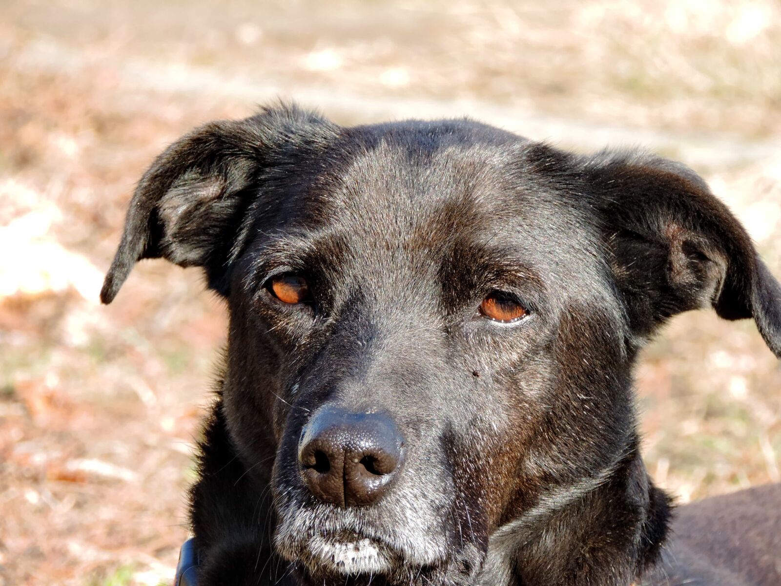 Nikon Coolpix P520 sample photo. Shepherd dog, animal, canine photography