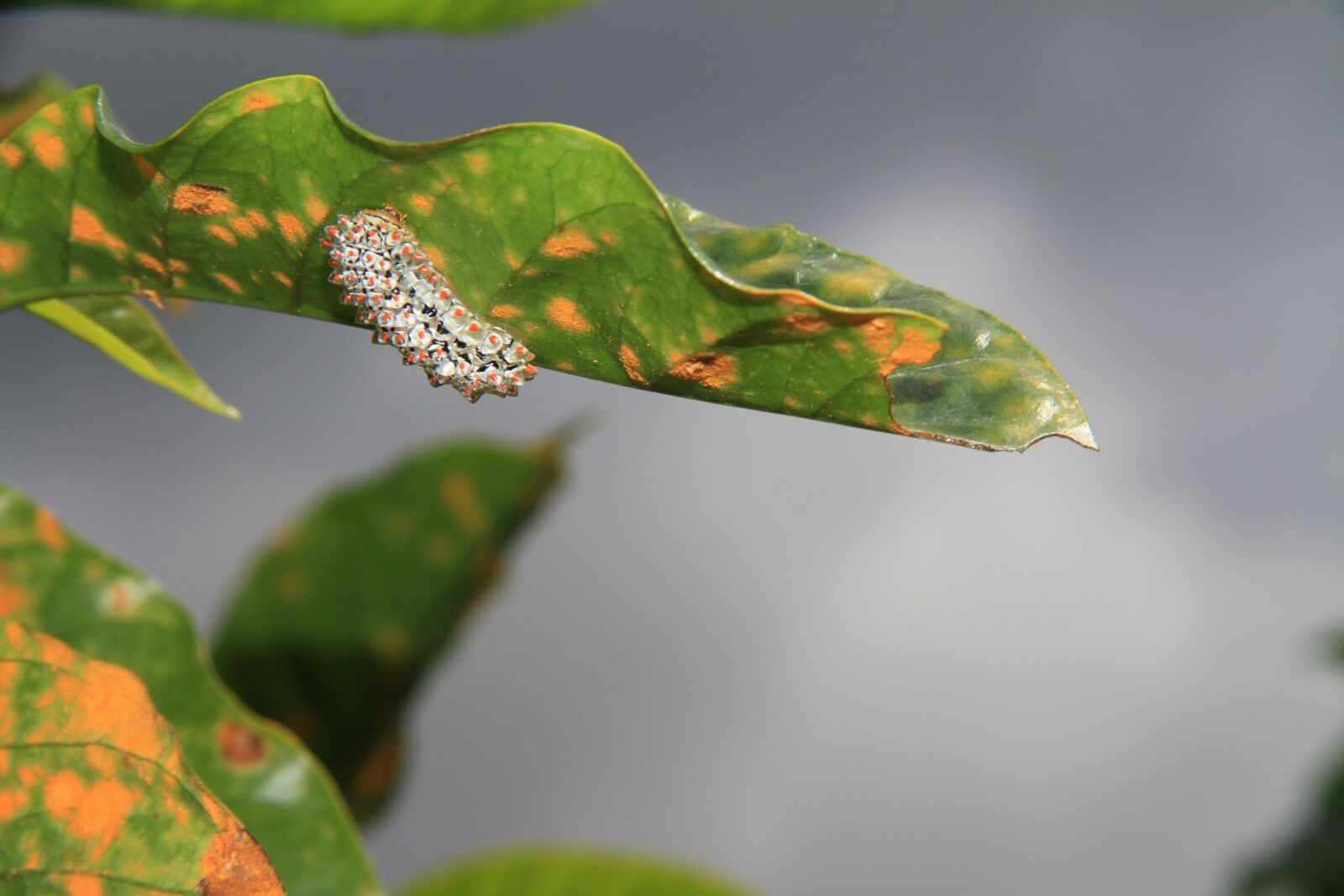Canon EOS 7D sample photo. Worm, green, insect plant photography