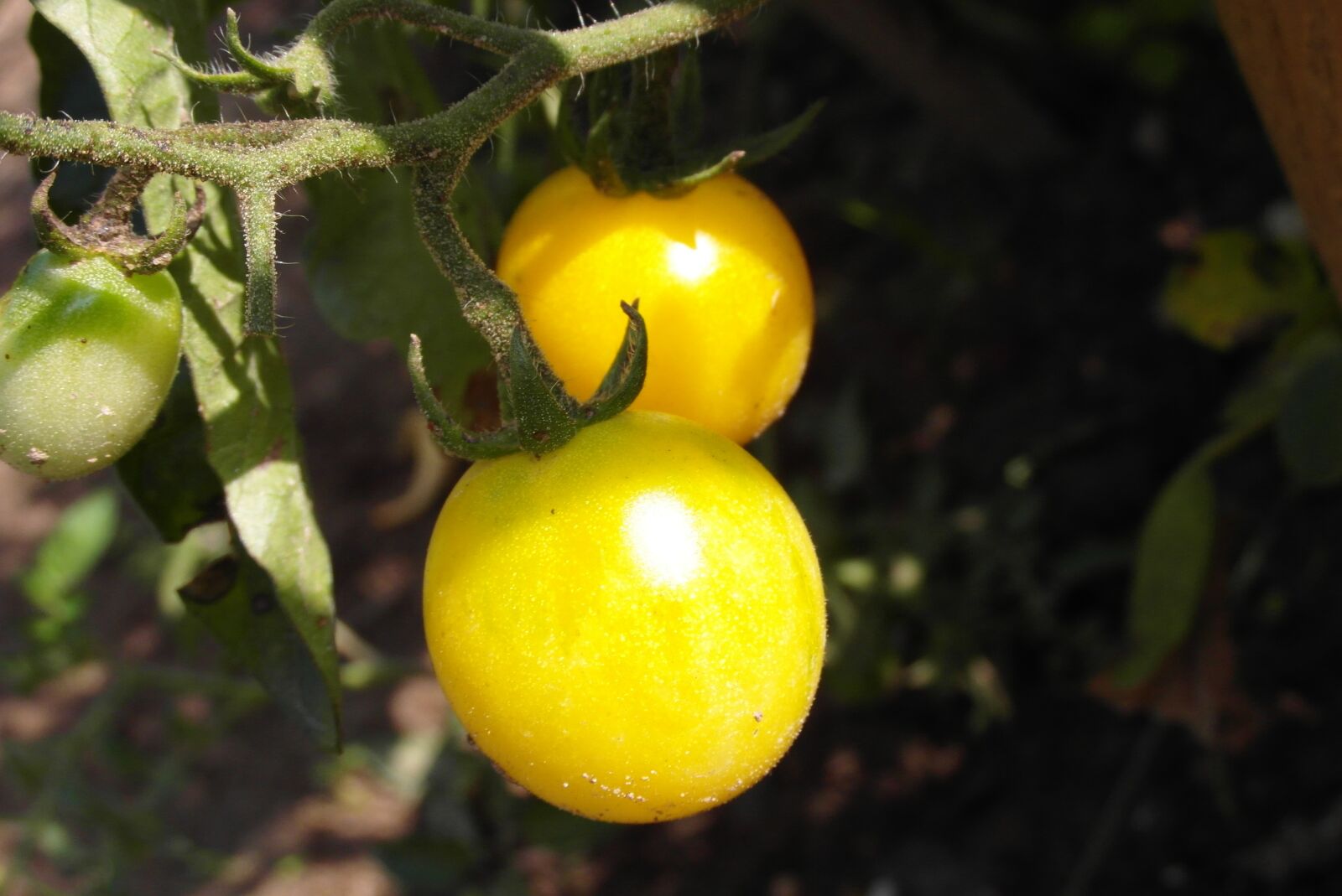 Samsung WB750 sample photo. Tomatoes, cocktail, garden photography