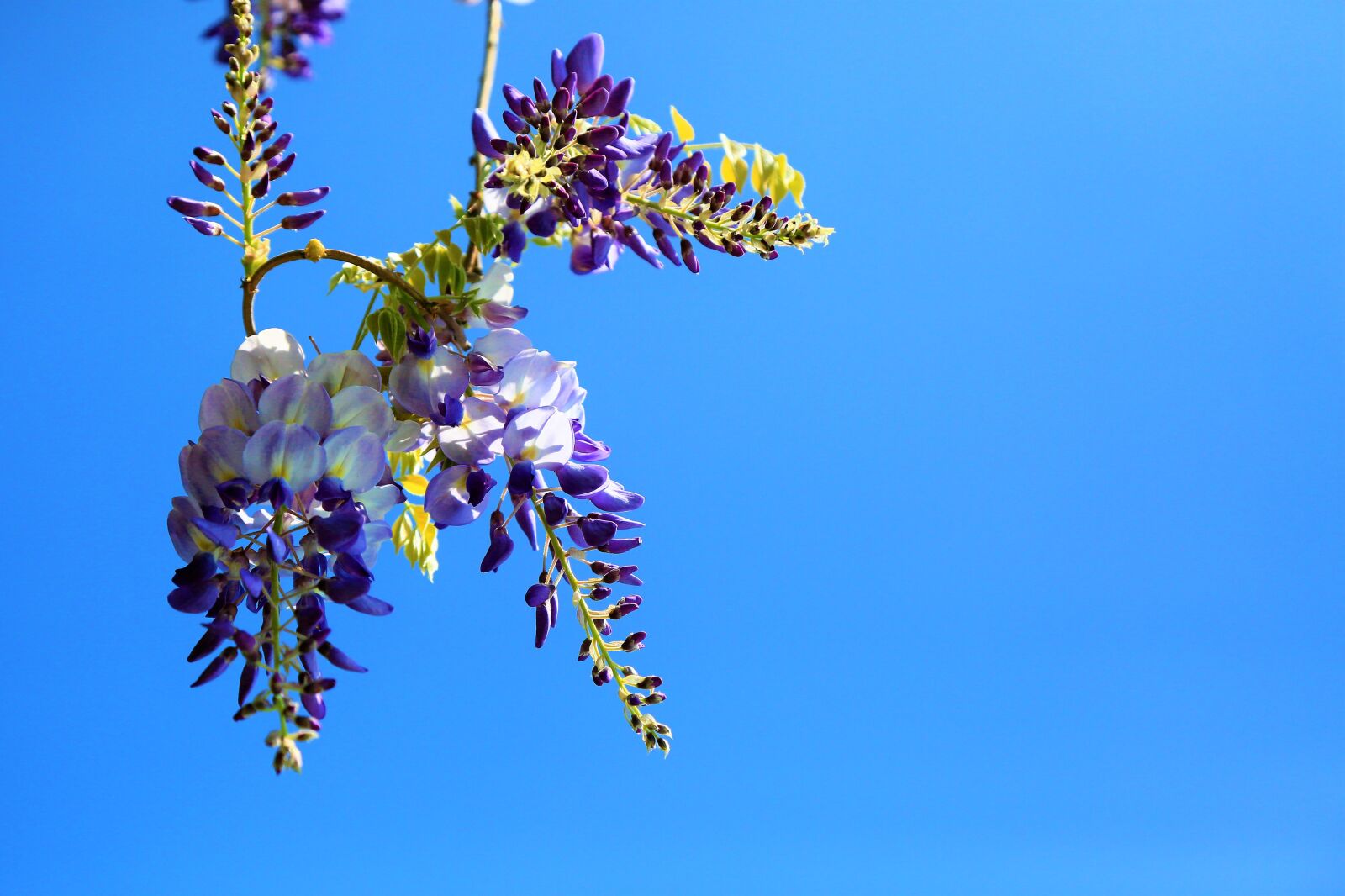 Canon EF 24-105mm F4L IS USM sample photo. Flower, spring, nature photography