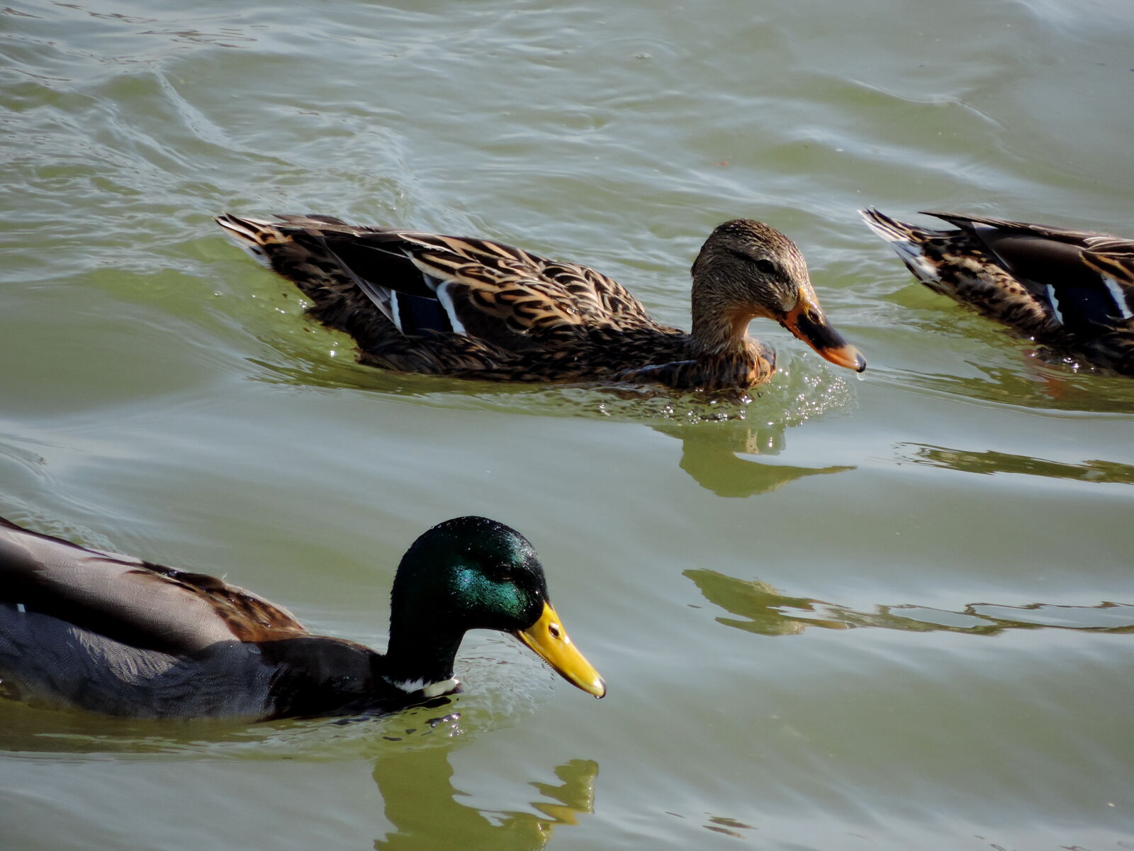 Nikon Coolpix P520 sample photo. Wildlife, lake, bird, waterfowl photography