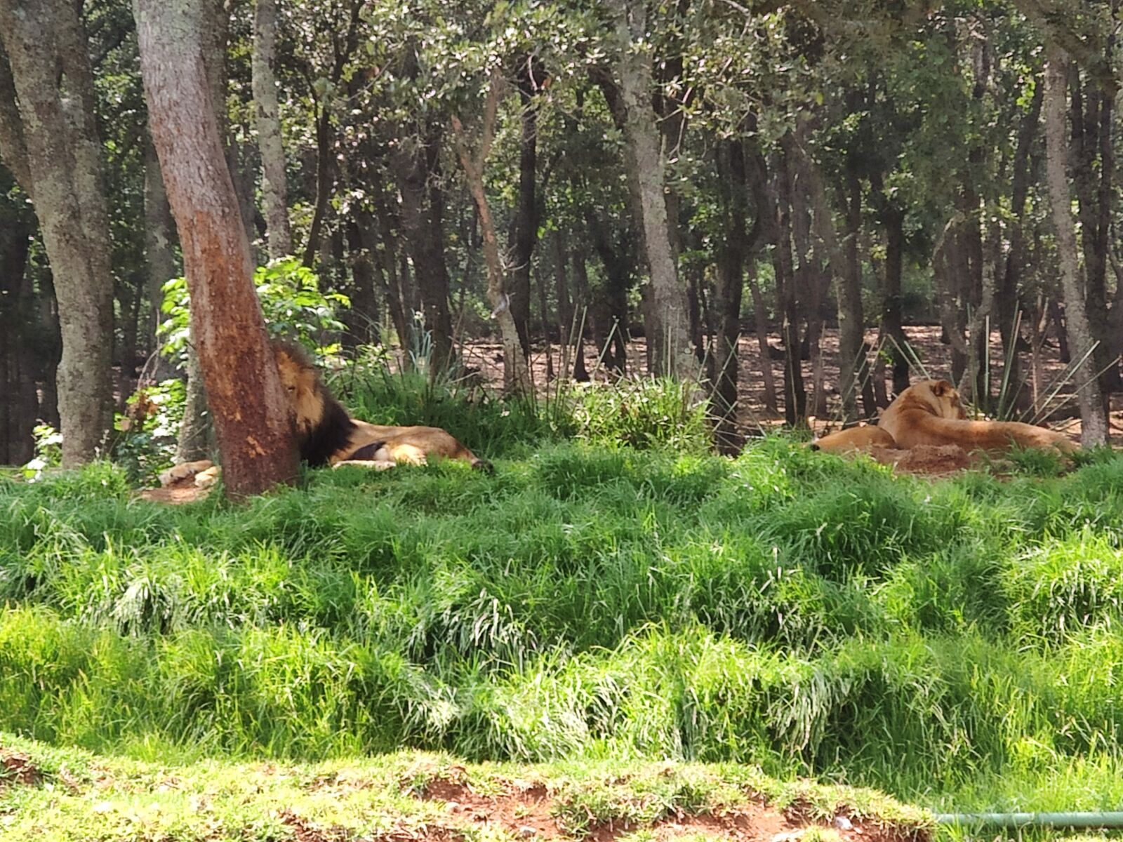 Xiaomi Mi 9T sample photo. Lion, green, jungle photography