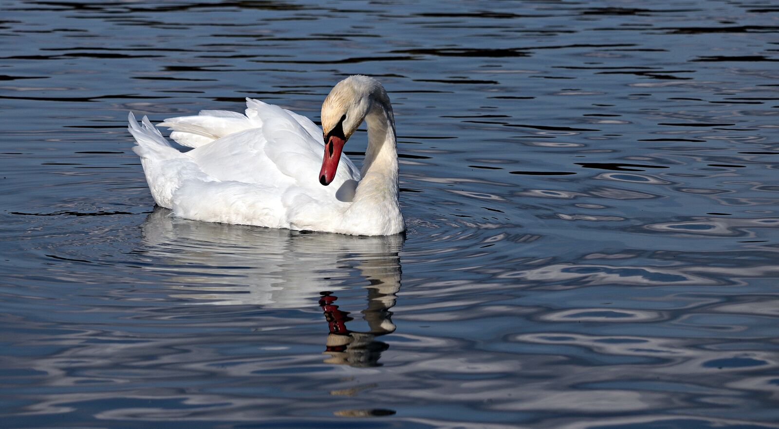 Canon EF-S 55-250mm F4-5.6 IS STM sample photo. Swan, water, nature photography