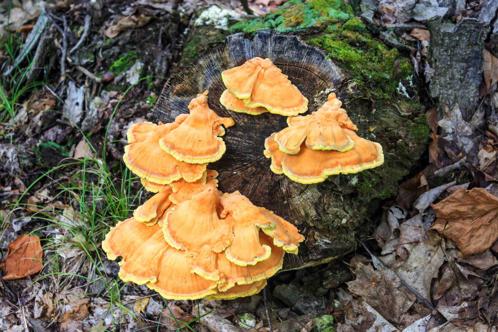 Canon EOS 1000D (EOS Digital Rebel XS / EOS Kiss F) sample photo. Fungus, leaves, log, moss photography
