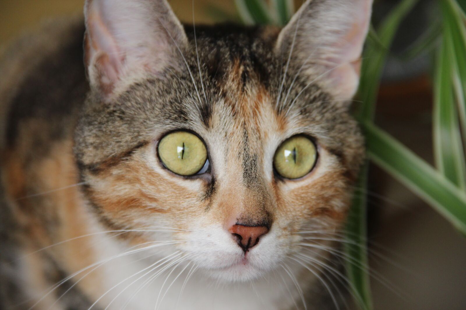 Canon EOS 600D (Rebel EOS T3i / EOS Kiss X5) sample photo. Cat, domestic cat, cat's photography