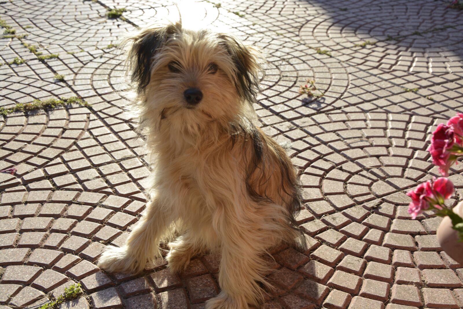 Nikon D5200 sample photo. Cane, cucciolo, animale photography
