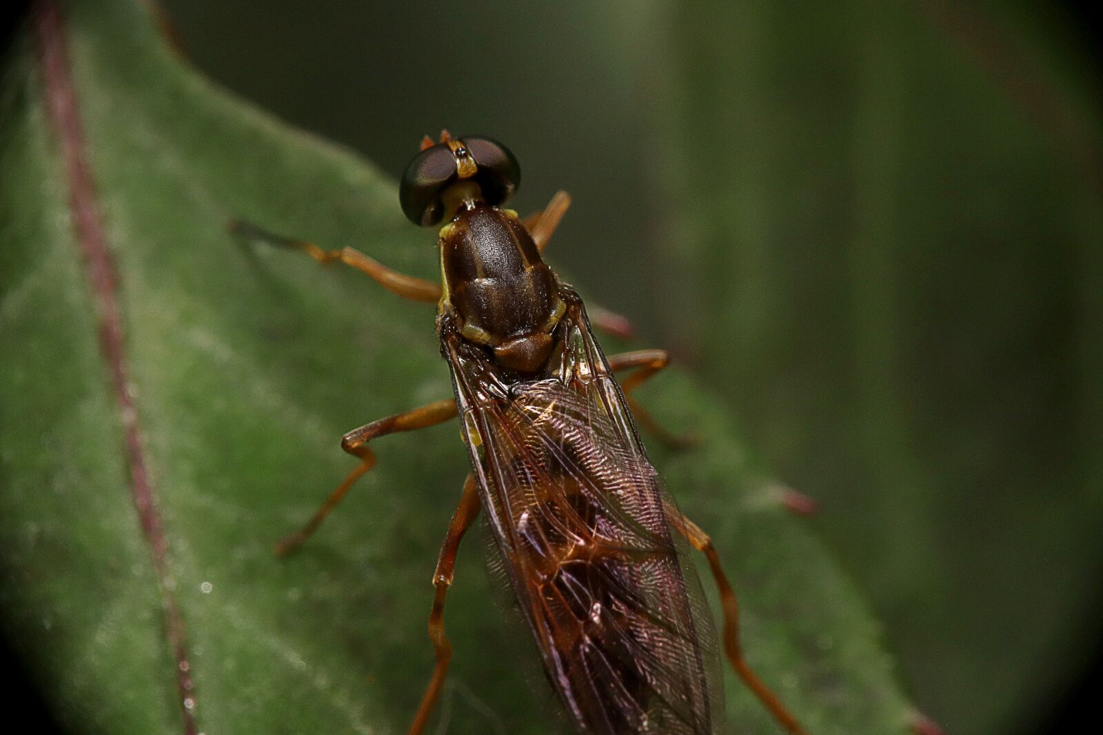 Canon EOS M50 (EOS Kiss M) sample photo. Insects, wasp, wasp pollen photography