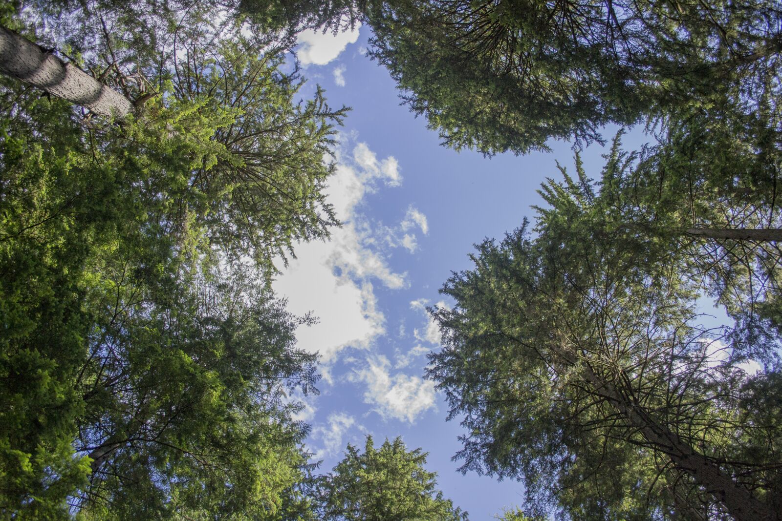 Nikon D3100 sample photo. Forest, canopy, path photography