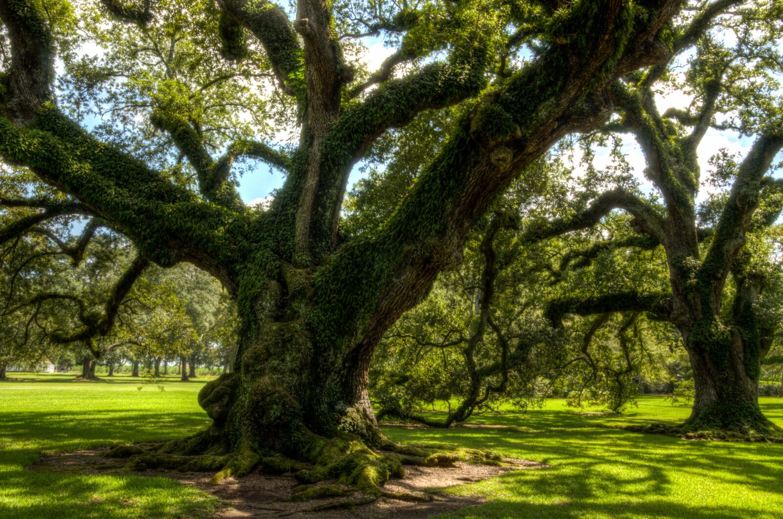 Nikon D5100 sample photo. Oak alley plantation, usa photography