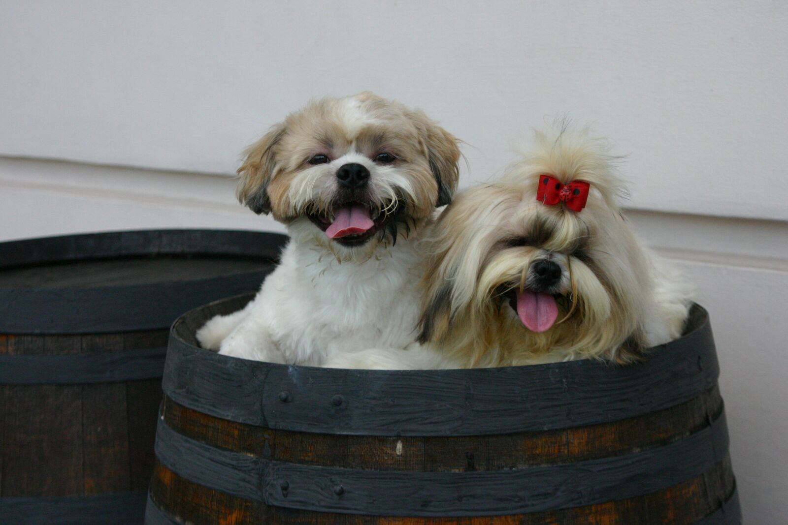 Canon EOS 300D (EOS Digital Rebel / EOS Kiss Digital) sample photo. Shihtzu, pet, puppy photography
