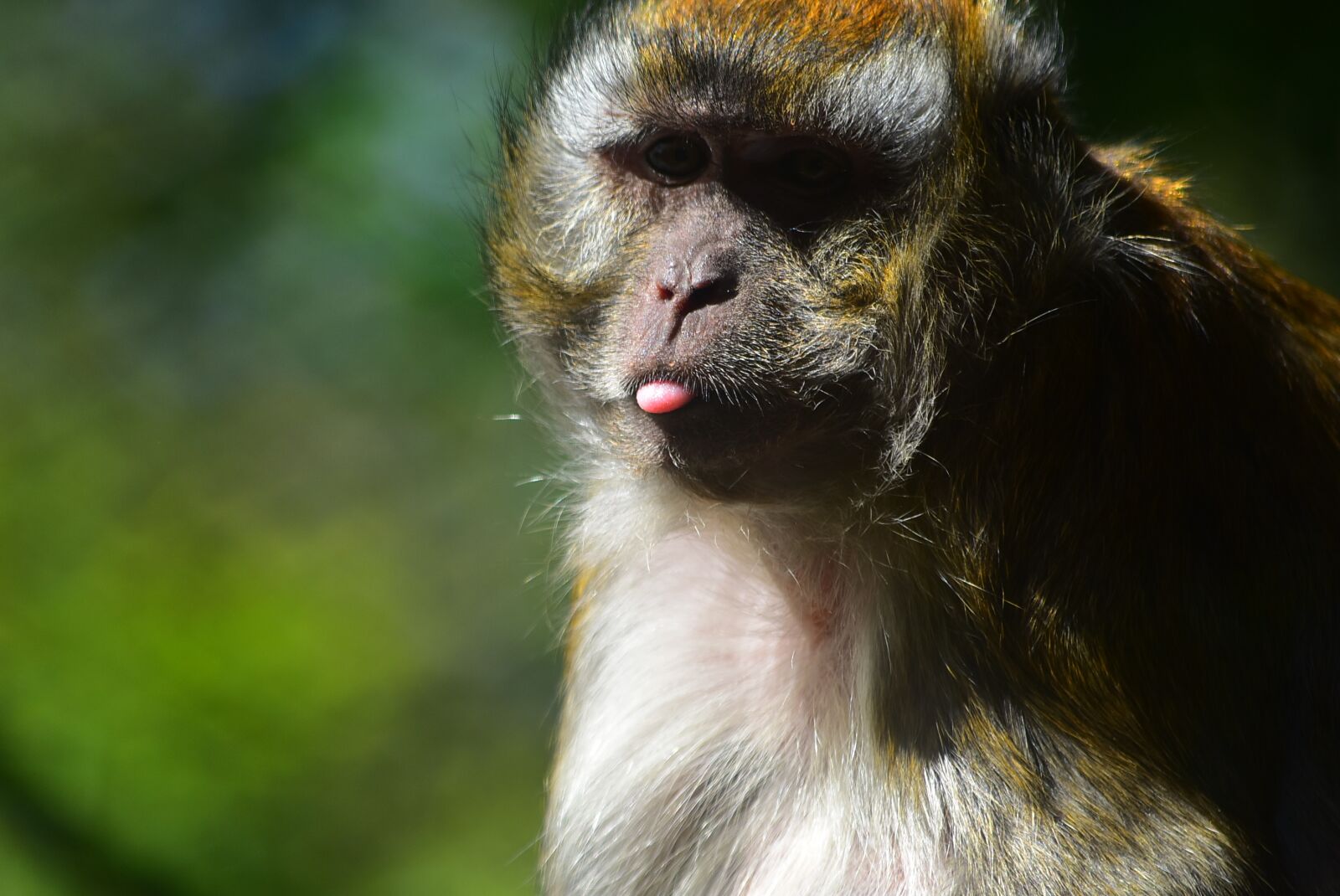 Nikon D3400 sample photo. Monkey, silly, ape photography