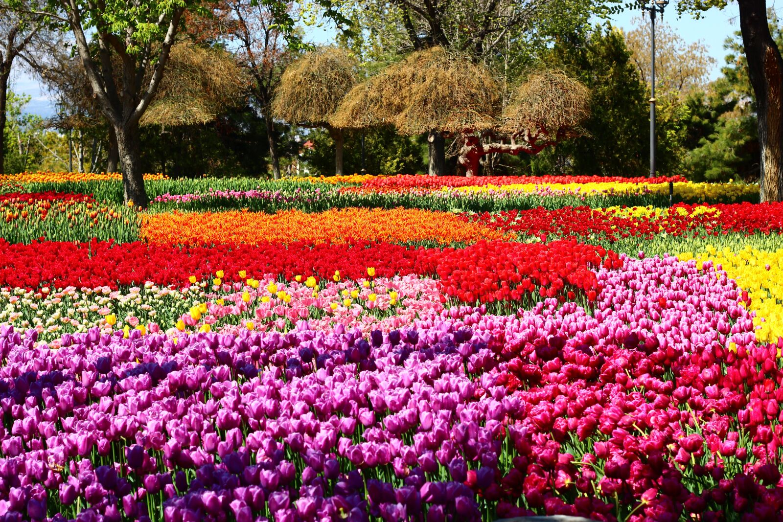 Canon EOS 600D (Rebel EOS T3i / EOS Kiss X5) + Canon EF 50mm F1.8 II sample photo. Tulip festival, passage tulips photography