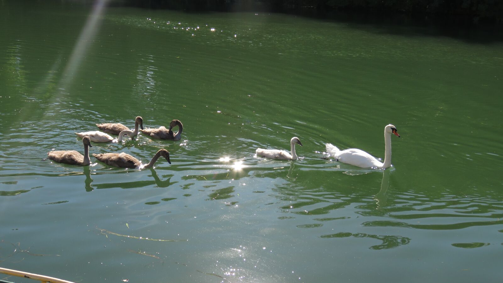 Canon PowerShot SX60 HS sample photo. Animals, birds, swan photography