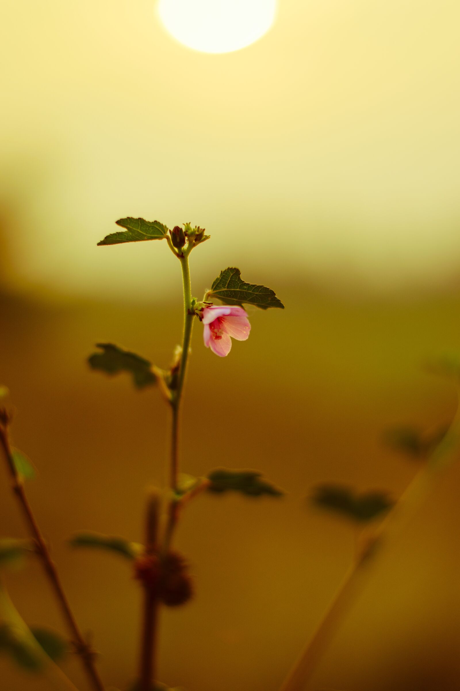 Nikon D5300 sample photo. Flower, romantic, solar flare photography