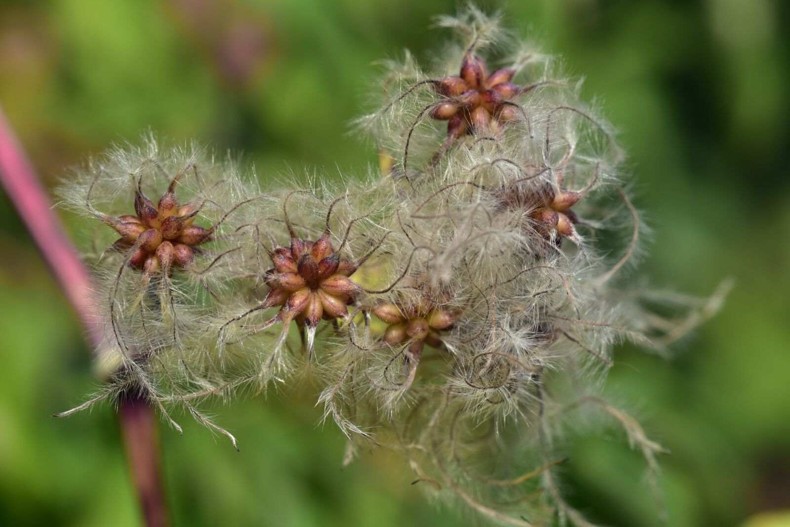 Nikon D750 sample photo. Clematis, usually, woolly photography