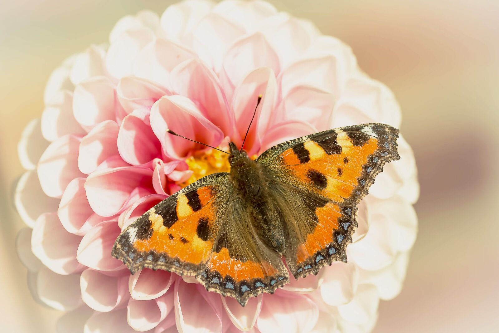 Canon EOS 650D (EOS Rebel T4i / EOS Kiss X6i) sample photo. Butterfly, little fox, nymphalis photography