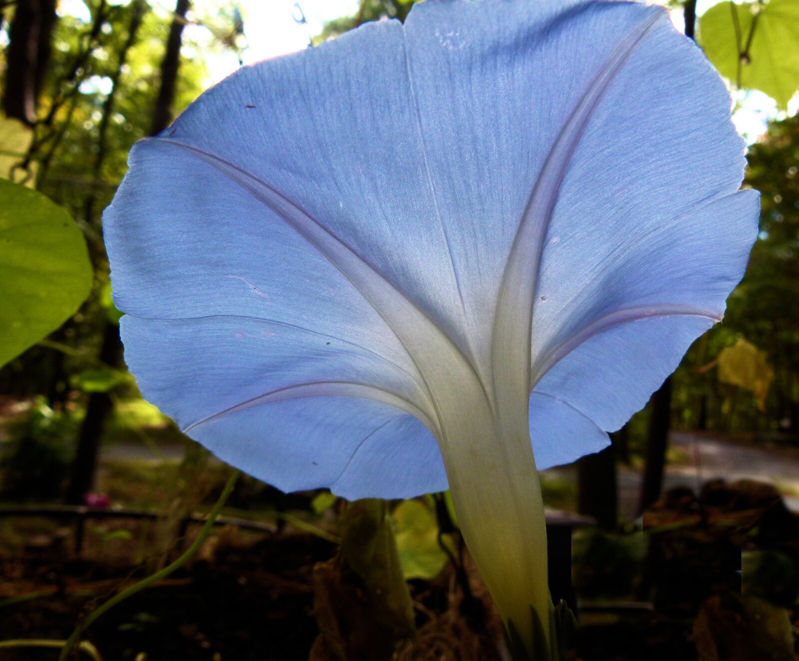 Panasonic Lumix DMC-FZ100 sample photo. Morning, glory, flower photography