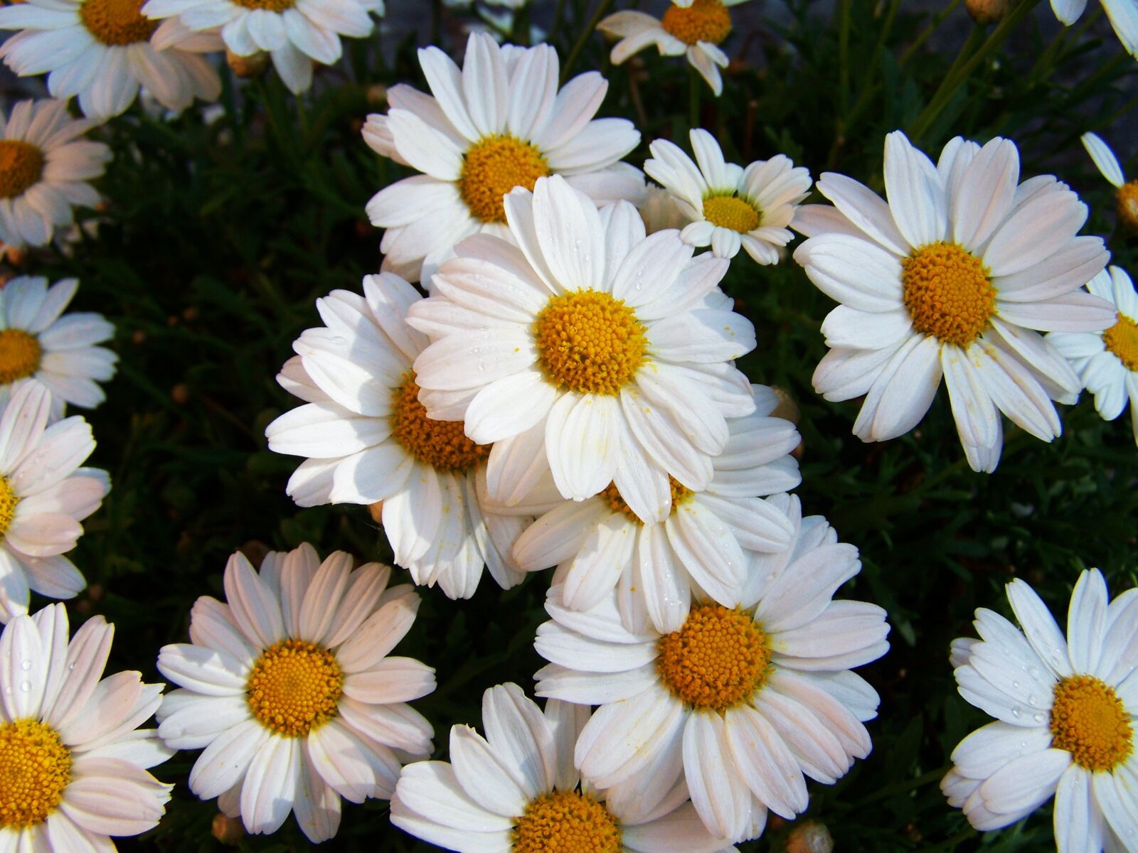 Kodak EASYSHARE ZD710 ZOOM DIGITAL CAMERA sample photo. Daisy, white flower, summer photography