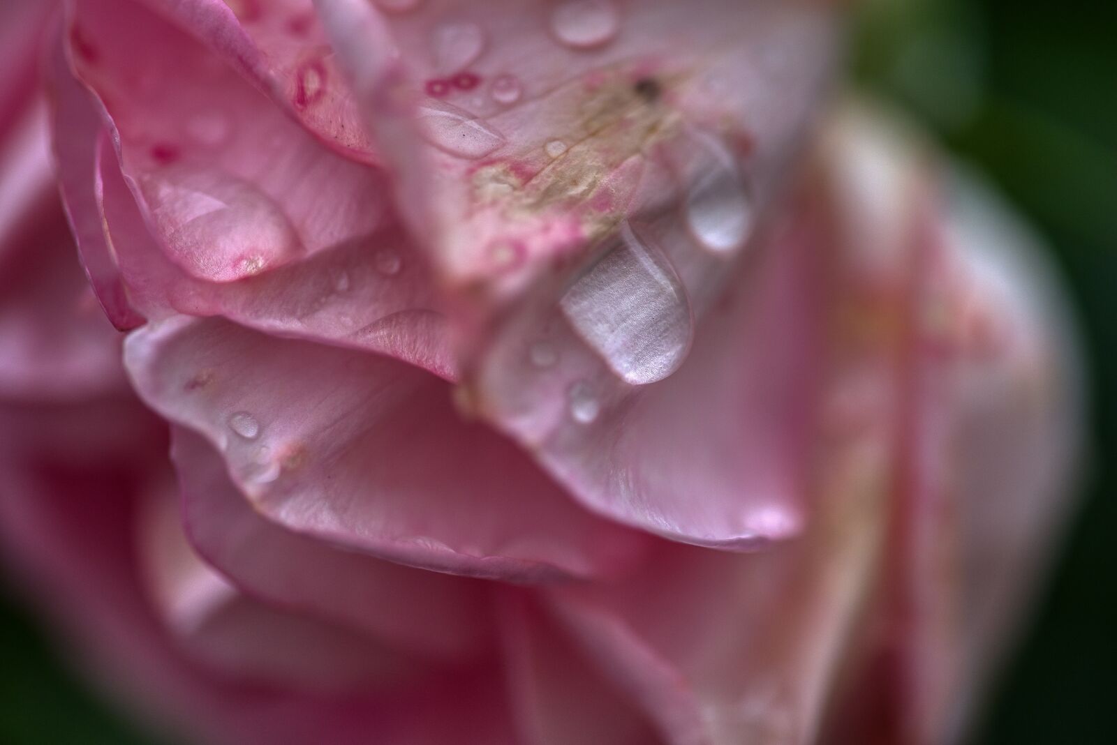 Nikon D750 sample photo. Rose, flower, blossom photography