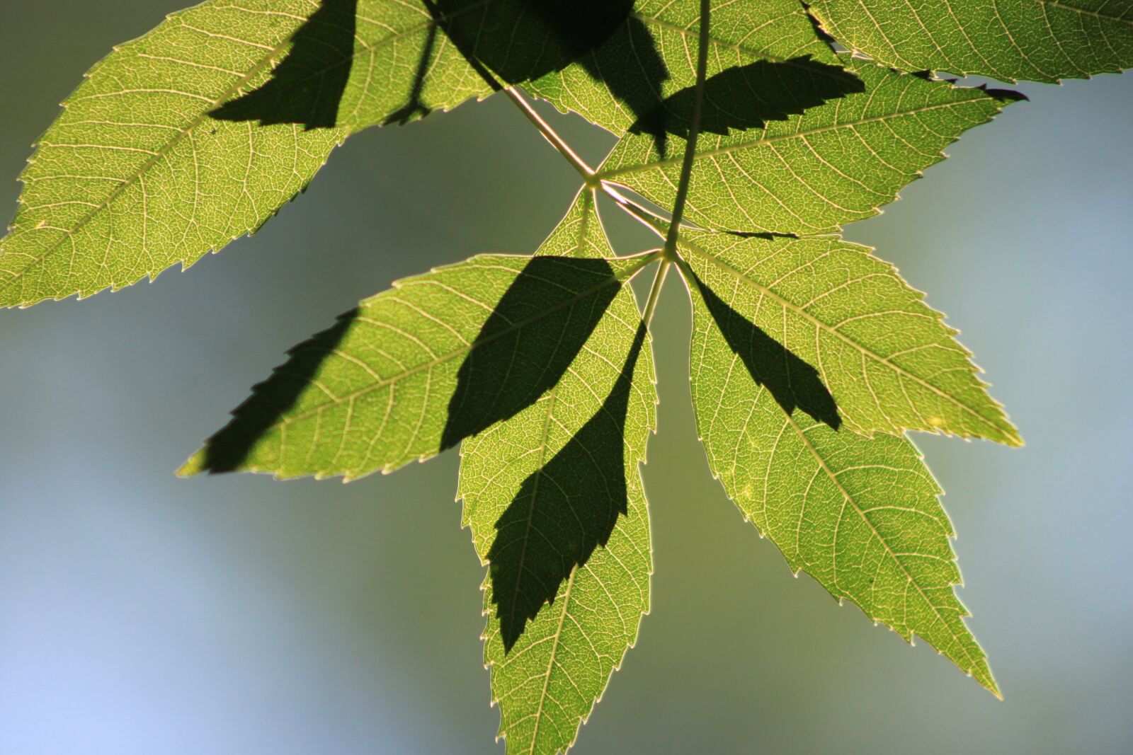 Canon EOS 500D (EOS Rebel T1i / EOS Kiss X3) sample photo. Leaves, reverse light, branch photography