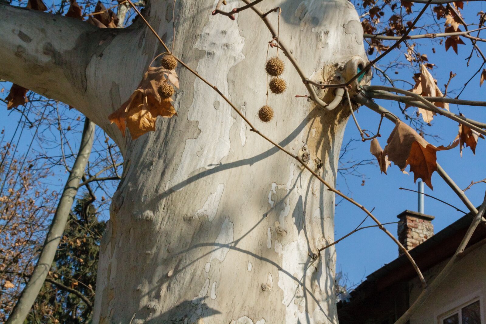 Canon EOS 400D (EOS Digital Rebel XTi / EOS Kiss Digital X) + Canon EF-S 18-55mm F3.5-5.6 sample photo. Plane tree, platanus, tree photography